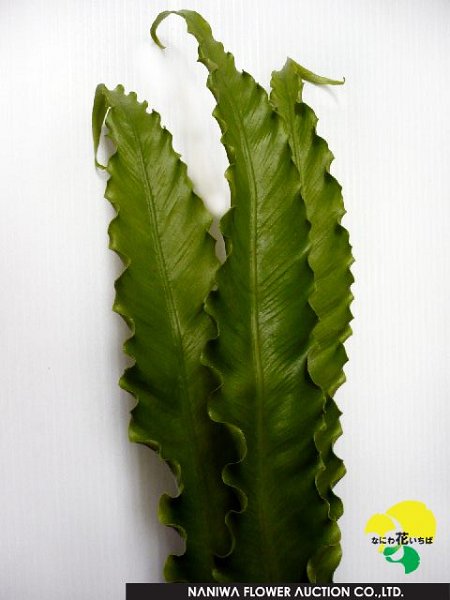 Asplenium antiquum Makino Ruffle.jpg